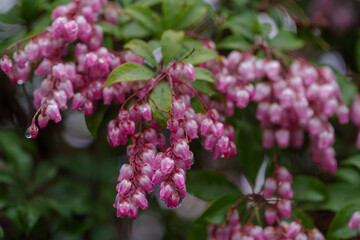 東京港区南青山2丁目で雨に濡れるアセビ