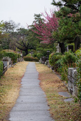 東京港区南青山2丁目の紅梅の見える小径