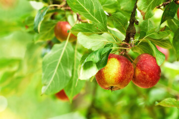 Red apples, tree and farm for agriculture, summer season and garden for countryside orchard and plant. Fruit, nature and leaf in outdoor, environment and nutrition for healthy diet in organic harvest