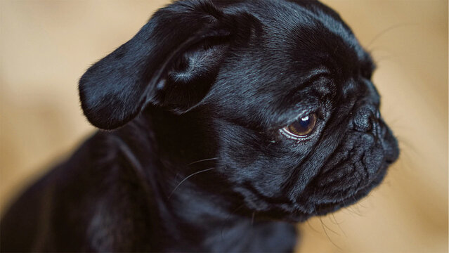 Schwarzer Mops Hundewelpe Kopf Portrait