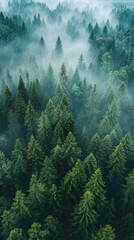 A dense forest with numerous trees covered in thick fog, creating a mystical and atmospheric scene.
