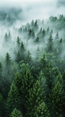 Dense pine trees in a mist-covered forest.