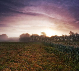 Wheat field, crop and misty environment in nature or grain harvesting in grassland countryside, grass or sunset. Forest, trees and fog in meadow or England tourism or rural morning, outdoor or dawn