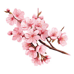 Cherry Blossoms Vector Illustration on White Background