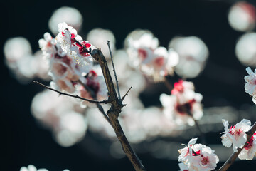 日本の庭園に咲く美しい梅の花