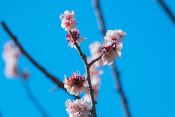 日本の庭園に咲く美しい梅の花