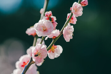 日本の庭園に咲く美しい梅の花