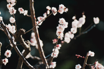 日本の庭園に咲く美しい梅の花