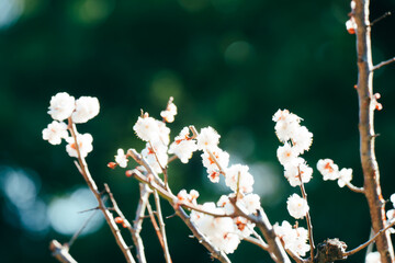 日本の庭園に咲く美しい梅の花