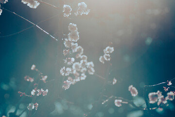日本の庭園に咲く美しい梅の花