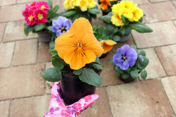Zbliżenie sadzonki wiosennej rośliny, trzymanej w ręce ogrodnika, na tle kwiatów - obrazy, fototapety, plakaty