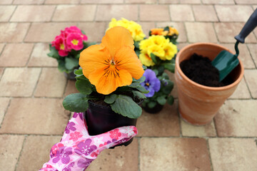 Sadzonka bratka ogrodowego trzymana w dłoni ogrodnika, na tle wiosennych kwiatów  - obrazy, fototapety, plakaty
