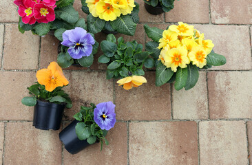 Sadzonki wiosennych kwiatów, bratków i prymulek, gotowe do przesadzenia do donic - obrazy, fototapety, plakaty