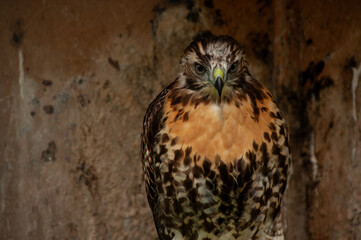 Red-tailed hawk looking at the camera