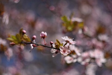Beautiful Flowering Japanese Cherry Sakura Season Background Outdoor Natural Blurred Background Wi