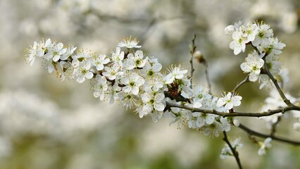 Blossom Tree Nature Background Sunny Day Spring Flowers Beautiful Orchard Abstract Blurred 3