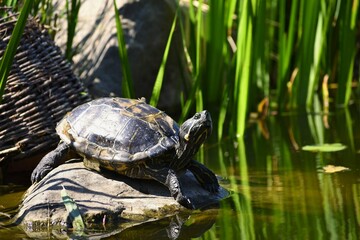 Beautiful Turtle Stone Wild Nature By Pond Trachemys Scripta Elegans