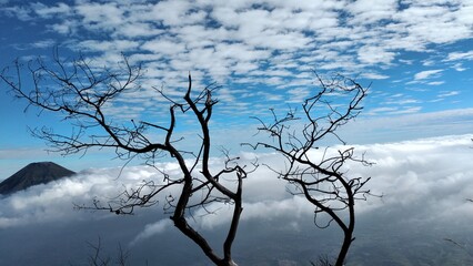 Dead tree on the top of the mountain with blue sky and clouds