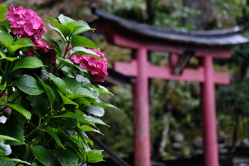 赤紫陽花と赤い鳥居
