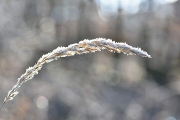 Frost Blade Grass Beautiful Winter Seasonal Natural Background