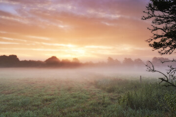 Fototapeta premium Farm, cereal crops and mist on field in morning, sunrise and wheat plant in sustainable environment. Countryside, sunshine or grain agriculture in england, plants or peace on rural ecology in nature