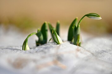 Snowdrops First Spring Flowers Snow Natural Colorful Background Garden Galanthus
