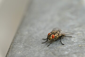 Insects Close Up Beautiful Macro Shot Fly