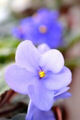 Beautiful Blueviolet Blooming Violet Flower Colorful Nature Background Spring Saintpaulia