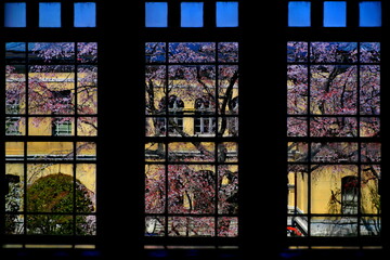 京都府庁の窓から見える枝垂れ桜