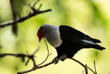 Fototapeta premium blue Seychelles pigeon in natural conditions on the Seychelles islands