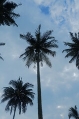 Coconut trees in the park with the sky in the background.