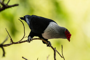 blue Seychelles pigeon in natural conditions on the Seychelles islands