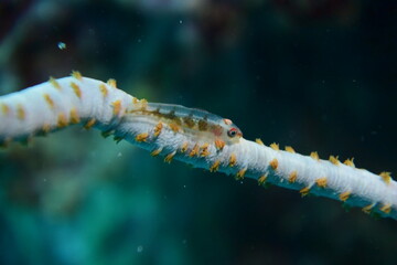 ガラスハゼ 石垣島 9136