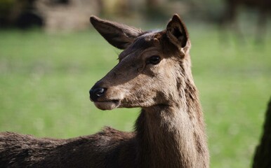 Portrait Ansicht von einem Reh auf der Wahner Heide.