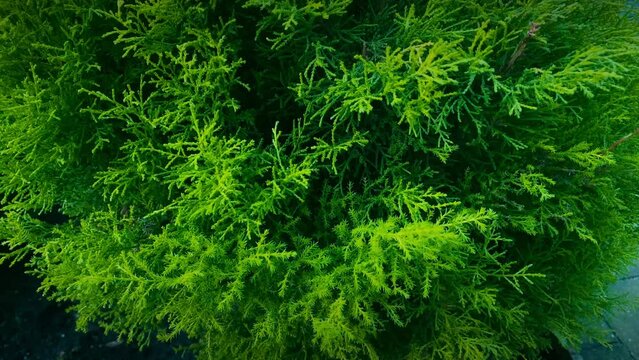 Microbiota decussata. Thuja occidentalis plant. This is a coniferous plant that is a beautiful shrub. It usually grows near people, in places where there is a garden