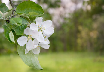 Blooming apple tree branch in the spring garden.