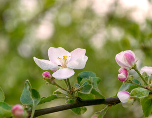 Blooming apple tree branch with white flowers close-up.