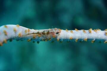 ガラスハゼ 石垣島 9137