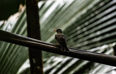 gray bird with orange beak in natural conditions on the Seychelles islands
