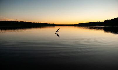 Seagull at sunset