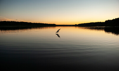 Obraz na płótnie Canvas Seagull at sunset