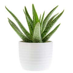 Aloe vera in minimalist white pot on isolated white background