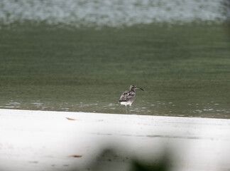 Gray Sandpiper in natural conditions on the Seychelles Islands