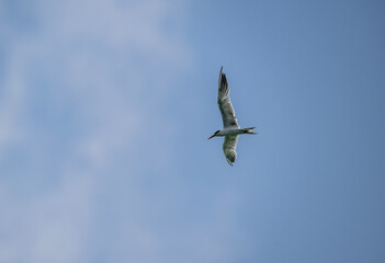 Ivory Gull in natural conditions on the Seychelles Islands