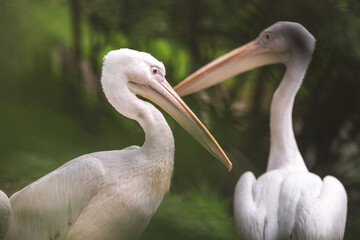 Fototapeta na wymiar Couple of american white pelicans - pelecanus erythrorhynchos- Photography taken in the nature