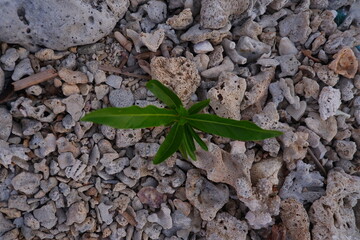 A small green plant growing out of the stones on the beach.