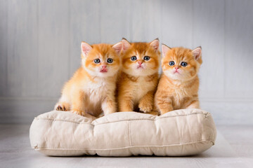 Cute thoroughbred kittens are sitting on a pillow in a bright room interior. Pets live and play in a cozy house. - 749453154