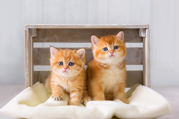 Cute thoroughbred kittens are sitting on a pillow in a bright room interior. Pets live and play in a cozy house. - 749453163