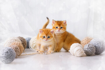 Kittens play with yarn. Small red tabby cats are having fun with woolen threads of balls on the floor in the room. Pets frolic in the rays of the flooded afternoon sun. - 749453180