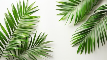 a close up of a palm leaf on a white background with a green plant in the middle of the frame.